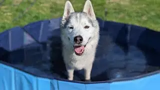 This Dog LOVES Her Little Pool!