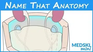 Name That Anatomy - Episode 190