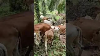 Suara sapi !! Berlarian Mencari tempat minum