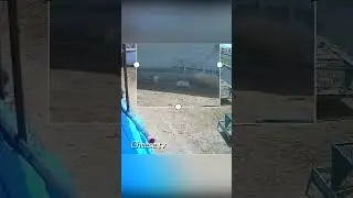 Баран напал на большую собаку но что то пошло не так.