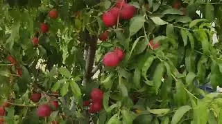 +998910408084 Бигбен шафтоли кучатини сотишни бошлади 💯 ишончли гаратияли кучат бизда дослар