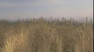 Plant Animation - Cinema 4D - Redshift Proxies- Redshift