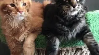 Мейн кун братики 4 месяца