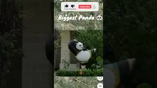i found biggest panda 🐼 on Google map and google earth #map #earth #viral #DiscoveryonEarth85