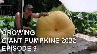 Growing Giant Pumpkins 2022 Episode 9 - Pumpkin Selection, Maintenance, Pumpkin Shelter, Measuring