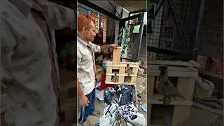 कबूतर की पेटी 😍 | #pigeontips #kabootarbazi #pigeon #kabootar #shortsfeed #shorts