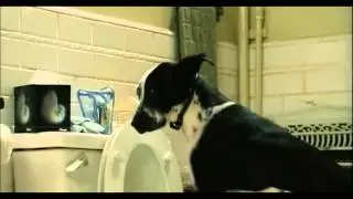 Bruce Almighty: Dog in the Bathroom