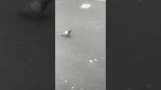 Дрочим голубя . Бегает туда сюда . Курица спортсменка !!!