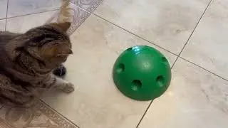 Игрушка для кошек 🐭 Обзор и реакция питомцев 😁