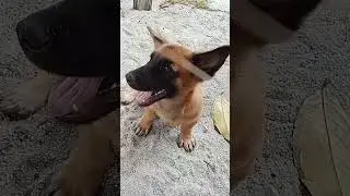 #cover #music #dog #puppy #fyp