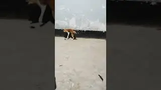 #cat catching #cockroach