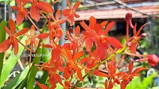 เข็มญี่ปุ่นผสมรีแนนเทร่า สีส้มแปร๊ด ดอกดกทั้งปี สนใจกล้วยไม้ เเอดไลน์ ID jezziiijz หรือ 0971765756