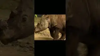 Sumatran Rhinoceros. The smallest rhinoceros in the world. #shorts