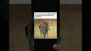 Природа бывает жестоко.