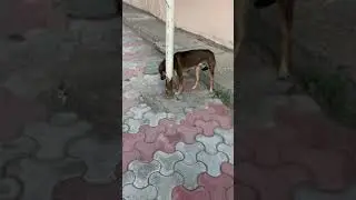 aggressive street dog release / helping hands charitable trust