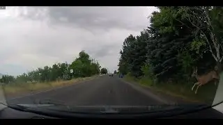 The deer actually hit ME!
