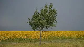 Я для тебя хочу осенний дождь сберечь