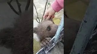 Bear’s other home 
