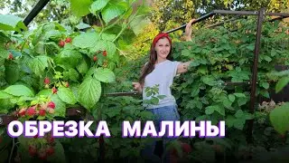 Обрезка обычной летней малины