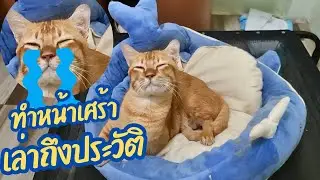 ทำหน้าเศร้าเมื่อเล่าถึงประวัติ#ปังปอนลูกแม่เกียง #แม่เกียงเลี้ยงแมวจร