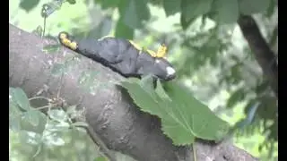 Про бабочку!