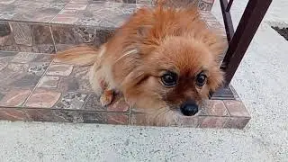 #Гостагаевская