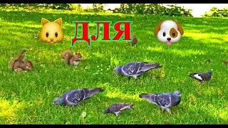 Видео для кота (БОЛЬШОЙ ГОРОД США)