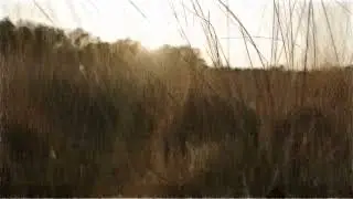 herbs of a desert - sketch style - MagicVideoArt