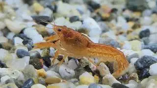 Dwarf crayfish -  watch organs move inside the body.