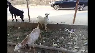 Goats #bakry #2023 #play #love #animals