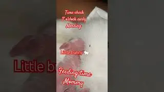 2 days old Little 🐰 #shorts #bunny #pets #motivation