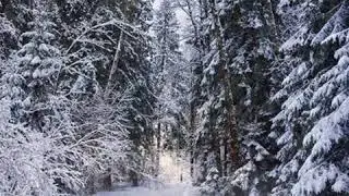 Земной ангел
