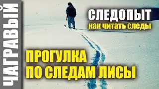 Прогулка ПО СЛЕДАМ ЛИСЫ. Читаю следы. Отвечаю на вопросы. 
