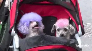 Woofstock 2011