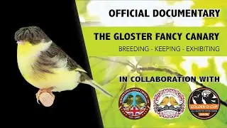 The Gloster Fancy Canary - Official Documentary