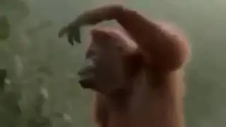 Тверковая обезьяна