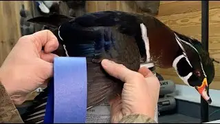 Mounting a Wood Duck Taxidermy