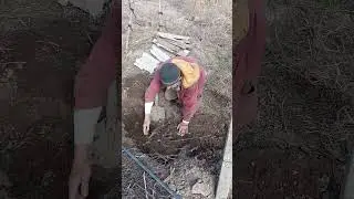 Як я рекомендую саджати інжир!!!