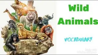 Wild animals / Vocabulary