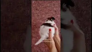 Продаётся роскошный щенок папийона. #папийон #papillondog #папильон