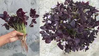 Tips to propagate Brassavola flowers are extremely simple