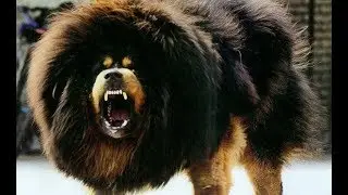 10 MOST DANGEROUS DOG BREEDS