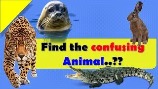 FIND THE CONFUSING ANIMALS #01 || ROCKCLIMBERS ||2020