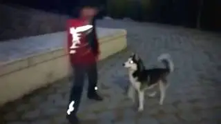 Хаски приносит палку
