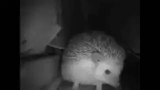 Самый лучший прикол. Ёжик чихает 😂