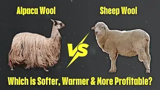 Alpaca vs Sheep Wool: Which Offers Better Comfort and Warmth?