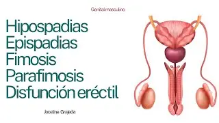 Genital masculino: Hipospadias, epispadias, fimosis, parafimosis y disfunción eréctil