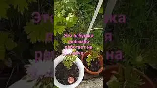 это бабушка работает на даче 🤘🏿🤘🏿🤟🏿👍🏿👍🏿🤘🏽