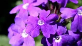 Purple Flowers - Fiori Viola