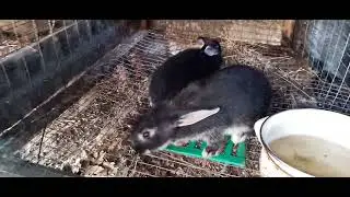 Крольчихи линяют и не идут в случку.